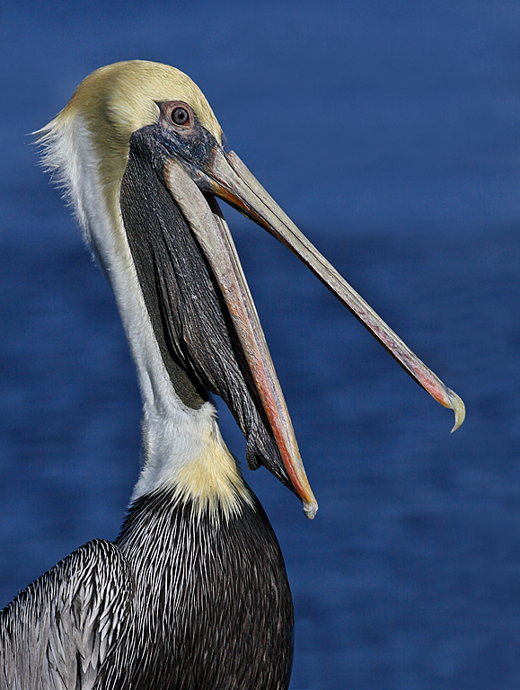Marco Island 2012 7640 Pelican Agape   P O'Malley